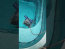 Robot de limpeza de piscina TigerShark 2